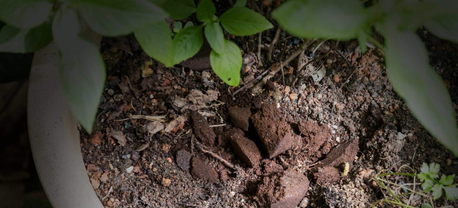 Learn a New Way to Reuse Your Coffee Grounds